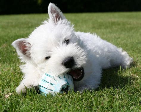 West Highland White Terrier Puppies For Sale | Boise, ID #128913