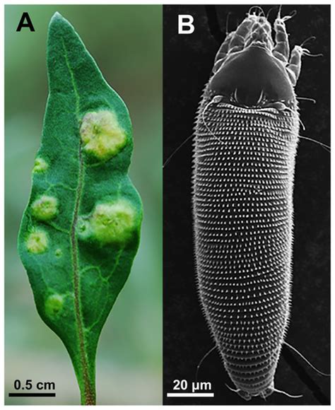 A new method of gall mite management: application of artificial defoliation to control Aceria ...