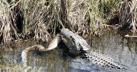 VIDEO: Alligator eats large python in Everglades National Park