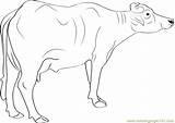 Murrah Buffalo Coloring Page For Kids  Free Printable sketch template