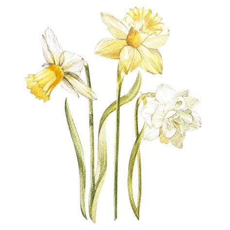 Narcissus Flower Painting