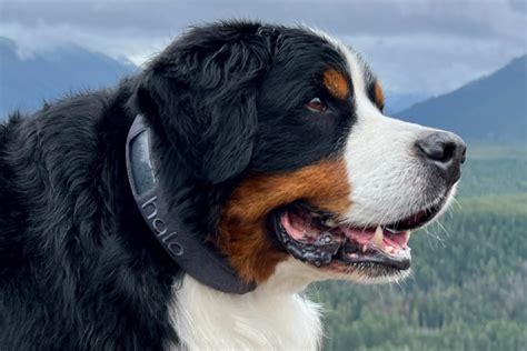 Halo Collar 3 Review | GearJunkie