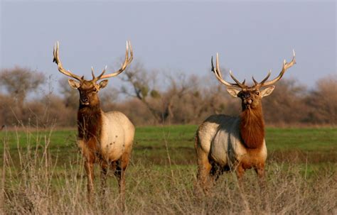 California Outdoors Q&A | When is breeding season for tule elk in California?