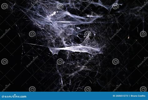 Rijksmuseum - Creepy Crawlies - Spider Webs Editorial Stock Photo ...