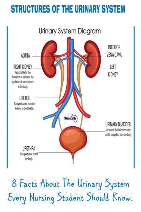 Urinary System Diagram With Functions Urinary Physiology Ren