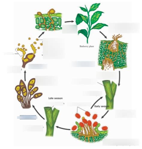 Puccinia Life Cycle Diagram | Quizlet