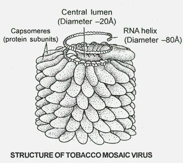 Tobacco Mosaic Virus Pictures