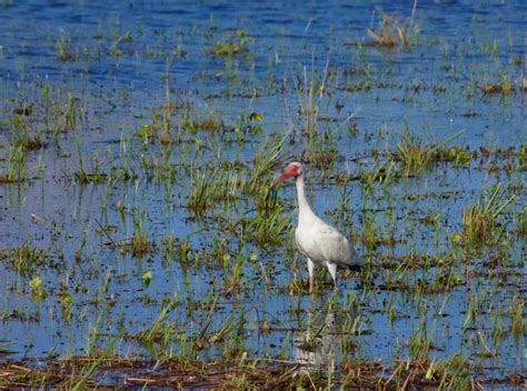 Marsh birds - Pentax User Photo Gallery