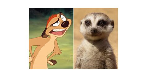 Timon | Lion King Cartoon and Live-Action Cast Side-by-Side Photos | POPSUGAR Entertainment Photo 12