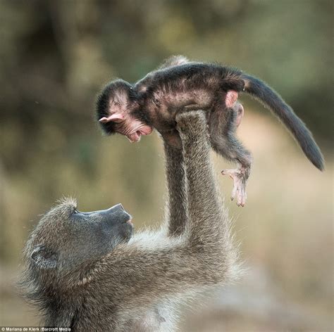 Delight of the baby baboon as mum plays aeroplane | Daily Mail Online