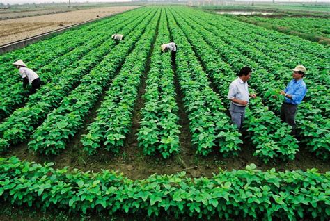 Nông nghiệp hữu cơ: Giải bài toán ‘thiếu chuẩn’ - Doanh nhân Đất Việt