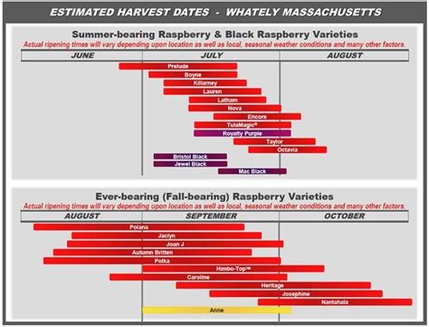 Raspberry Varieties Comparison – Raspberry