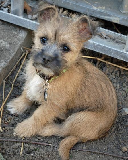 Teddy the Cairn Terrier Mix | Cairn terrier mix, Terrier mix, Cairn ...