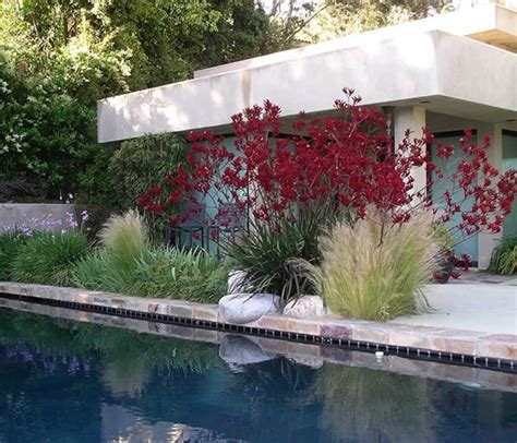 Best Swimming Pool Landscaping Plants | Modern landscape design, Modern ...