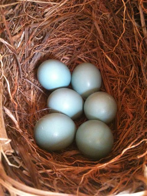 Eastern Bluebird Eggs 2011. Yes, they've all successfully hatched & fledged. | Bluebird eggs ...