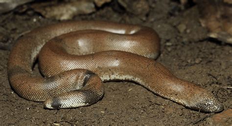 Red Sand Boa (Eryx johnii) | Found near Pune, India | Flickr