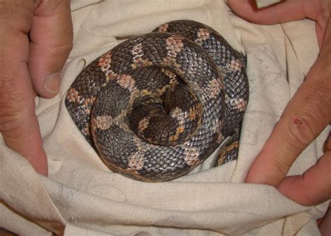 Big Bend - Texas Nature: Texas Rat Snake