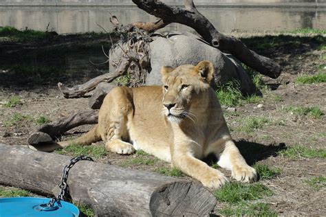 Sam & Kim: It's A Wild Day! (At the Houston Zoo!)