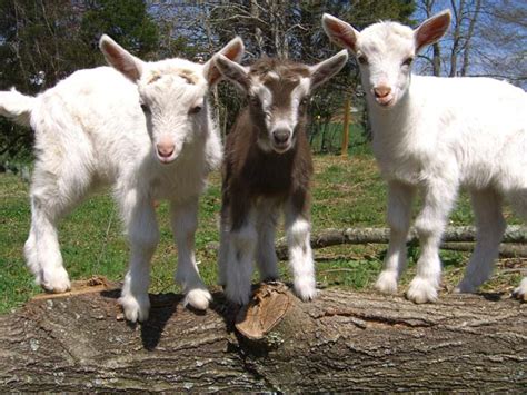 Baby Dairy Goats Playing | Asheville Farm in Asheville, NC