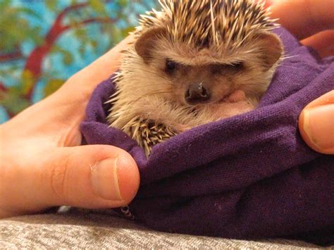 His name is Pinto & he just loves his Crown Royal bag. : r/Hedgehog