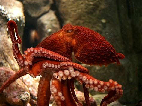 Giant Pacific Octopus Facts, Habitat, Diet, Life Cycle, Baby, Pictures