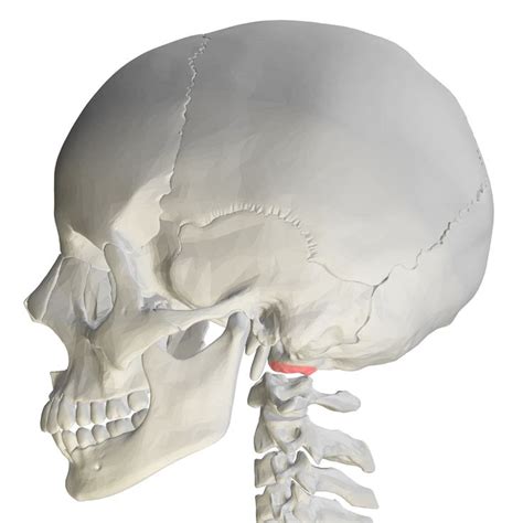 Occipital condyles - Wikipedia