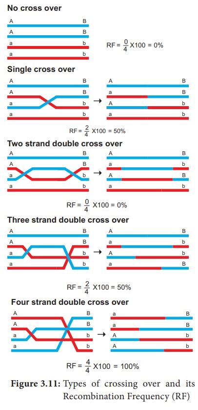 Crossing Over - Mechanism, Types, Importance, Recombination - Botany : Chromosomal Basis of ...