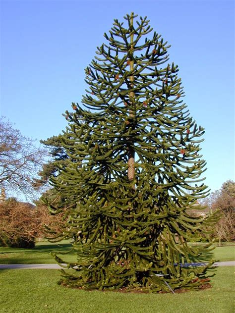 a very tall pine tree sitting in the middle of a park