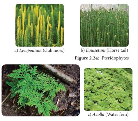 Pteridophytes - Characteristic features, Classification, Economic importance, structure ...