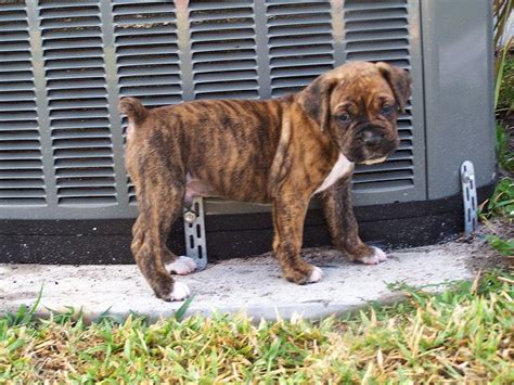 Brindle Boxer Puppy | Brindle boxer puppies, Boxer puppies, Boxer puppy