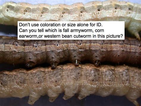 Armyworm Identification