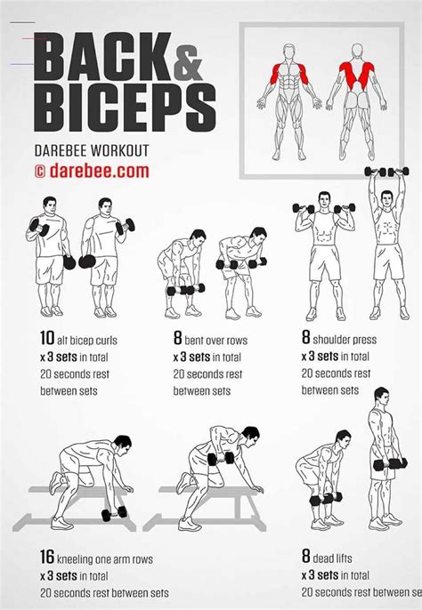 #dumbbellexercises | Back and bicep workout, Bicep workout gym, Mens bicep workout