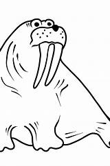 Walrus Coloring Pages For Kids sketch template