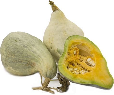 Blue Hubbard Squash Information and Facts