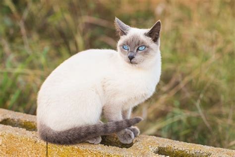 Blue Point Siamese Cat Breed Info: Pictures, Temperament & Traits - Catster