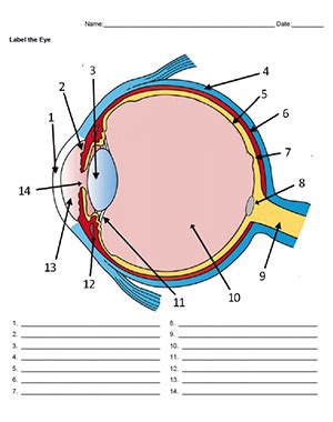 Worksheet - Practice Labeling the Eye