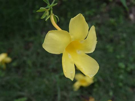 Yellow trumpet flower blossom - Cariblens