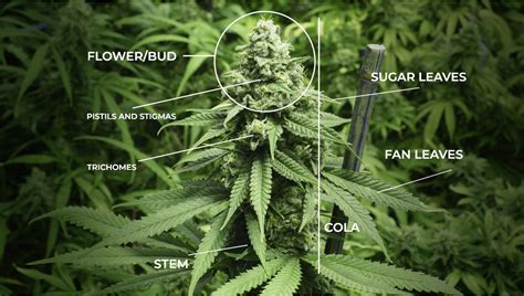 A Look at the Anatomy of a Marijuana Plant - Vaping Post