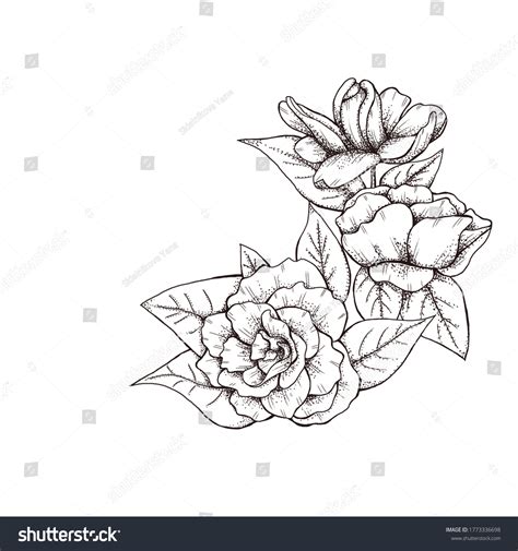 1,009 Gardenia drawing Images, Stock Photos & Vectors | Shutterstock