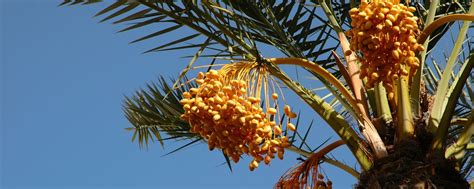 Date Palm Trees Fruiting Process - http://www.irandriedfruit.com