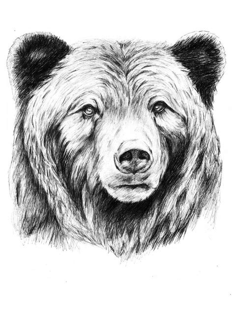 grizzly | jasmin lünstroth | Flickr Más Bear Face Drawing, Grizzly Bear ...