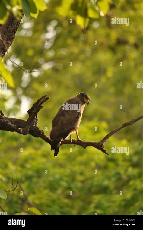 Snake eagles hi-res stock photography and images - Alamy