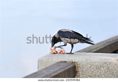 648 Crow Eating Meat Images, Stock Photos & Vectors | Shutterstock