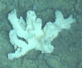 Hexactinellida, Branching #2 (OTU: PH16) (Seamounts of Canada's Large ...