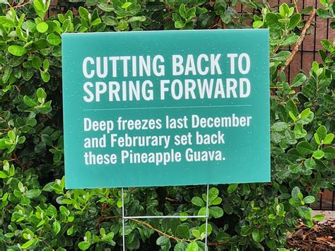 What pineapple guava cultivars produce good fruit in the U.S. south? - General Fruit Growing ...