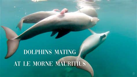 DOLPHINS MATING AT LE MORNE MAURITIUS - YouTube