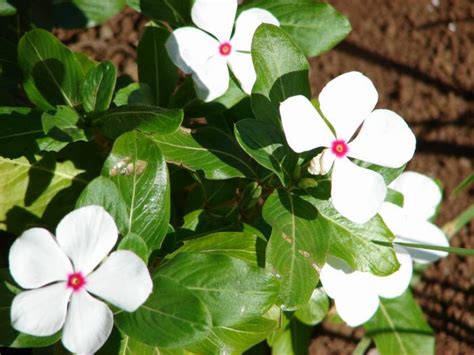 Dicot plant with flower and leaf - Tanner's AP Bio Project