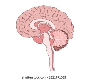 2,161 Cross Section Brain Images, Stock Photos & Vectors | Shutterstock