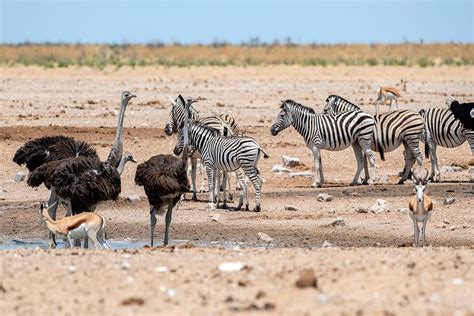 Most beautiful national parks in Namibia — Mountain Gorilla safaris in UG