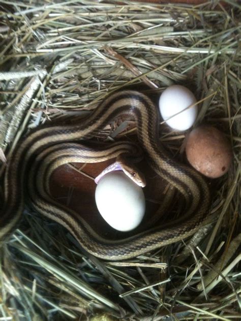 Garden Snake Eggs - Home And Garden Decoration